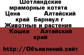 Шотландские мраморные котята › Цена ­ 1 000 - Алтайский край, Барнаул г. Животные и растения » Кошки   . Алтайский край